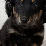 Imię: Faworek Chip: 616093903207262 Płeć : Samiec Wiek: 15 listopada 2025 Wielkość: Szczeniak (docelowo nieduży) Kastracja/sterylizacja:  Do wykonania w późniejszym terminie Inne Psy:  Akceptuje towar