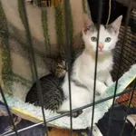 Kot do adopcji, Głowno, 8 lutego 2026