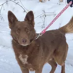 Pies do adopcji, Platerówka, 9 lutego 2026