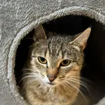 Kot do adopcji, Głowno, 8 lutego 2026