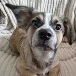 Znaleziono psa, Lublin, 7 lutego 2026