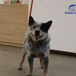 Znaleziono psa, Szczecin, 9 lutego 2026