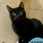 Kot do adopcji, Gdynia, 9 lutego 2026