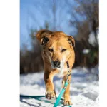 Znaleziono psa, Białystok, 6 grudnia 2025