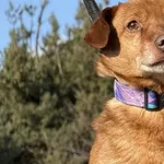 Imię: Sosik Chip: 616093902550527 Płeć : Samiec Wiek: Styczeń 2020 Wielkość: Mały Kastracja/sterylizacja:  Tak Inne Psy:  Akceptuje towarzystwo suczek i psów Dzieci: W wieku szkolnym Sosik to sympatyc