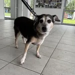 Pies do adopcji, Kraków, 25 stycznia 2026