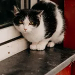 Linka 616093903032064