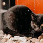 Kot do adopcji, Czartki, 8 lutego 2026