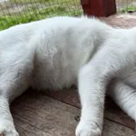 Imię: Precel Chip: 616093903021885 Płeć : Samiec Wiek: Styczeń 2015 Wielkość: Typowa Kastracja/sterylizacja: Tak Inne Psy: Akceptuje towarzystwo kotek i kotów Dzieci: Akceptuje Precel to spokojny, mił