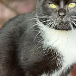 Kot do adopcji, Pieczyska, 9 lutego 2026