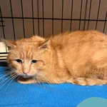 Znaleziono kota, Gdynia, 31 stycznia 2026