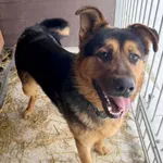 Pies do adopcji, Korabiewice, 9 lutego 2026