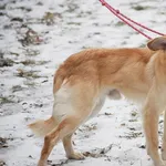 Znaleziono psa, Toruń, 10 stycznia 2026