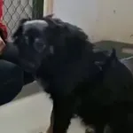 Pies do adopcji, Radom, 10 lutego 2026