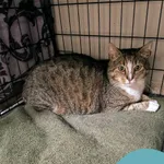 Znaleziono kota, Gdynia, 29 stycznia 2026