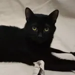 Znaleziono kota, Sosnowiec, 3 lutego 2026