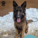 Znaleziono psa, Gdynia, 5 lutego 2026