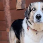 Pies do adopcji, Głowno, 9 lutego 2026