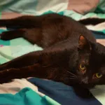 Znaleziono kota, Sosnowiec, 3 lutego 2026