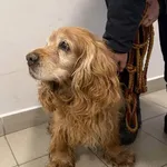 Znaleziono psa, Lublin, 9 lutego 2026