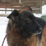 Pies do adopcji, Nowy Dwór Mazowiecki, 10 lutego 2026