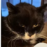 Znaleziono kota, Gdynia, 4 lutego 2026