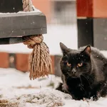 Kot do adopcji, Czartki, 9 lutego 2026