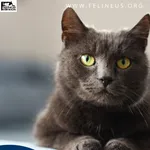 Kot do adopcji, Rzeszów, 10 lutego 2026