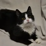 Znaleziono kota, Sosnowiec, 3 lutego 2026