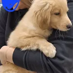 Zaginął pies, Łódź, 9 lutego 2026