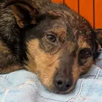 Znaleziono psa, Skałowo, 10 lutego 2026