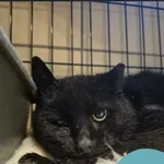 Znaleziono kota, Gdynia, 2 lutego 2026