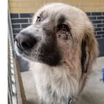 Pies do adopcji, Wrocław, 1 lutego 2026