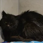 Znaleziono kota, Sosnowiec, 8 lutego 2026