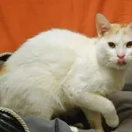 Znaleziono kota, Sosnowiec, 5 lutego 2026