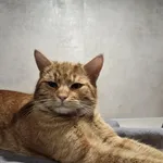 Znaleziono kota, Sosnowiec, 5 lutego 2026