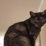 Zaginął kot, Poznań, 10 lutego 2026