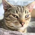 Kot do adopcji, Radom, 10 lutego 2026