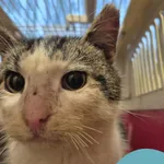 Znaleziono kota, Gdynia, 25 stycznia 2026