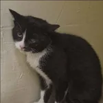 Znaleziono kota, Grudziądz, 9 lutego 2026