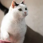 Znaleziono kota, Sosnowiec, 3 lutego 2026