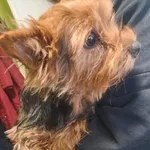 Znaleziono psa, Racibórz, 7 lutego 2026