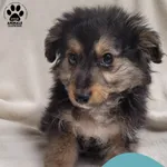 Znaleziono psa, Gdynia, 30 stycznia 2026