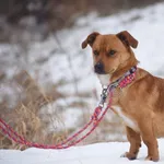 Znaleziono psa, Toruń, 4 stycznia 2026