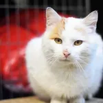 Kocurek poz. 26/039/K rezerwacja