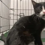 Znaleziono kota, Toruń, 9 lutego 2026