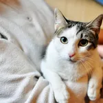 Kot do adopcji, Milanówek, 10 lutego 2026