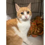 Znaleziono kota, Białystok, 15 stycznia 2026