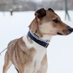 Pies do adopcji, Korabiewice, 10 lutego 2026