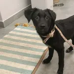 Znaleziono psa, Toruń, 6 lutego 2026